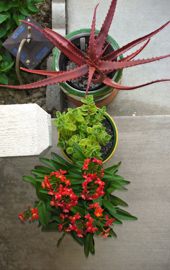 Plectranthus Amboinicus